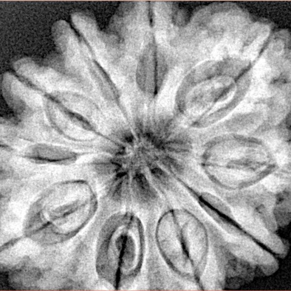 10 Mukhi Rudraksha 32.5mm 8.68gm - Xray