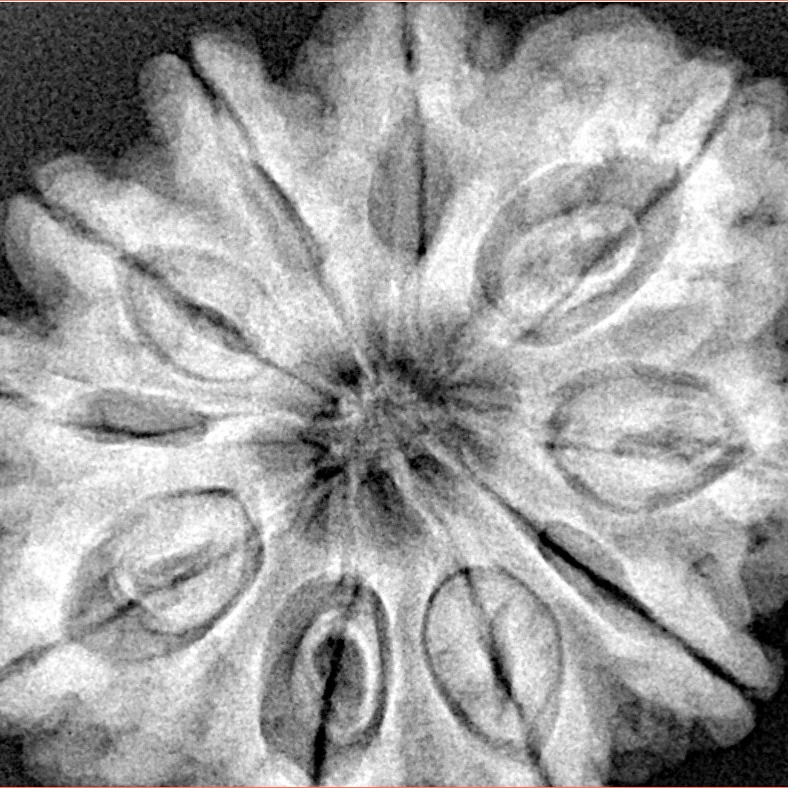 10 Mukhi Rudraksha 32.5mm 8.68gm - Xray