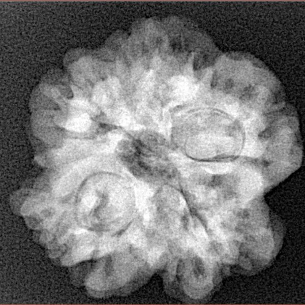 1MK(Underdeveloped) 24.5mm 4.59gm - Xray