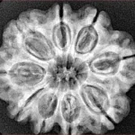 9 Mukhi Rudraksha 27.6mm 5.5gm - Xray