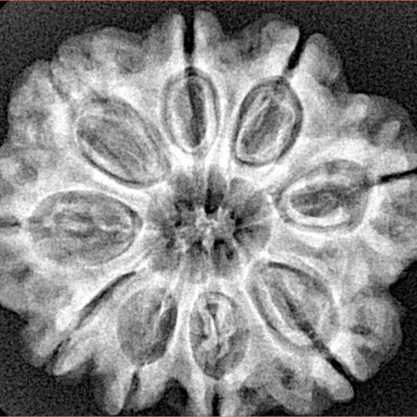 9 Mukhi Rudraksha 27.6mm 5.5gm - Xray