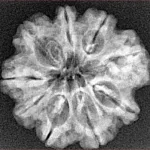 9 Mukhi Rudraksha 25.2mm 3.33gm - Xray