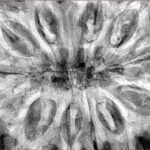 12 Mukhi Rudraksha 38.9mm 10.31gm - Xray