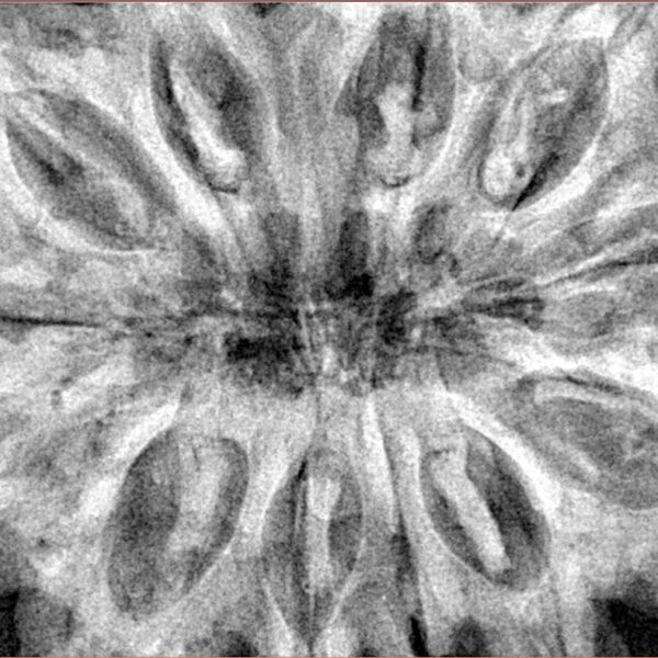 12 Mukhi Rudraksha 38.9mm 10.31gm - Xray