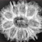 10 Mukhi Rudraksha 28.9mm 6.06gm - Xray