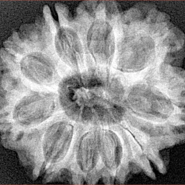 10 Mukhi Rudraksha 28.9mm 6.06gm - Xray