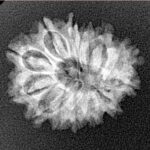 14 Mukhi Rudraksha 21.5mm 2.21gm - Xray