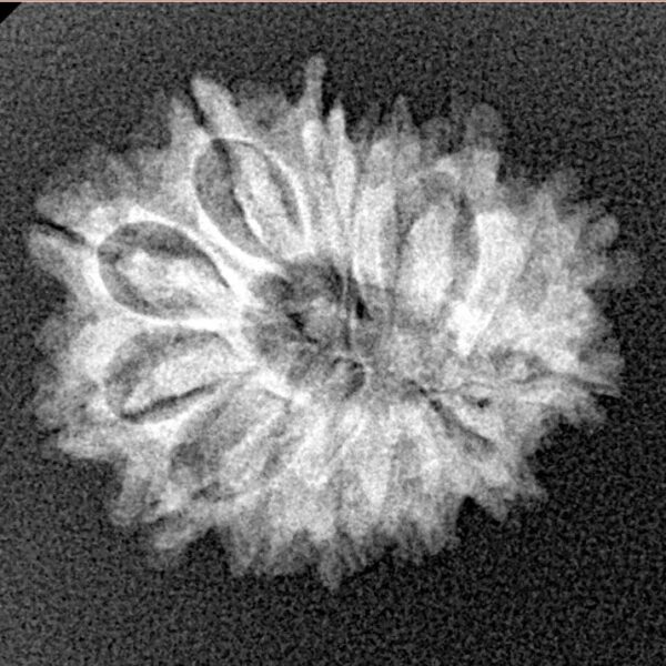 14 Mukhi Rudraksha 21.5mm 2.21gm - Xray