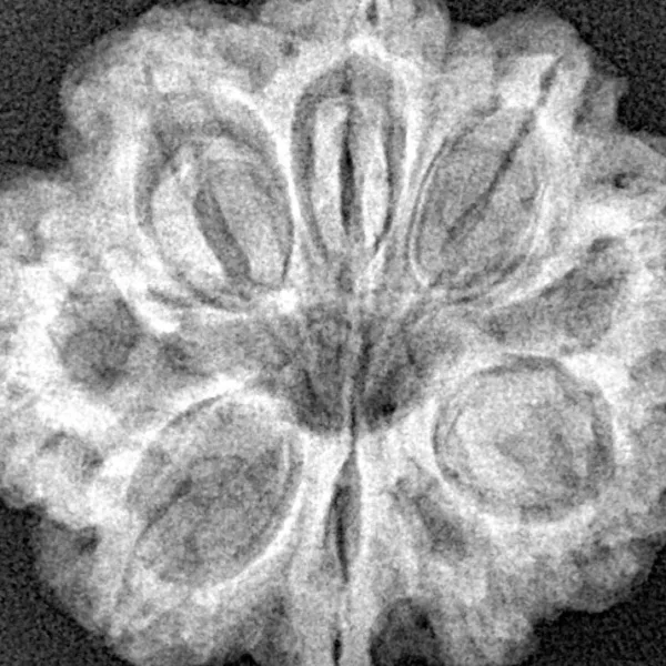 9 Mukhi Rudraksha 27.5mm 5.64gm - Xray