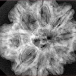 9 Mukhi Rudraksha 29.1mm 6.67gm - Xray