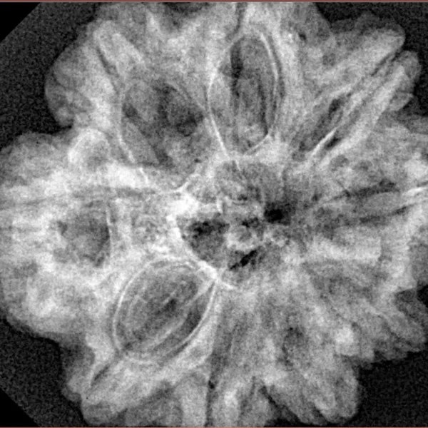9 Mukhi Rudraksha 29.1mm 6.67gm - Xray
