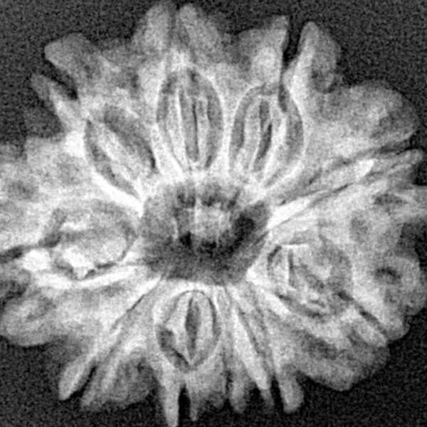 10 Mukhi Rudraksha 25.5mm 3.88gm - Xray