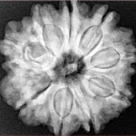 9 Mukhi Rudraksha 25.9mm 6.32gm - Xray