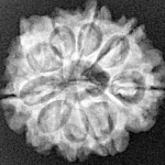 9 Mukhi Ganesh 24mm 3.64gm - Xray