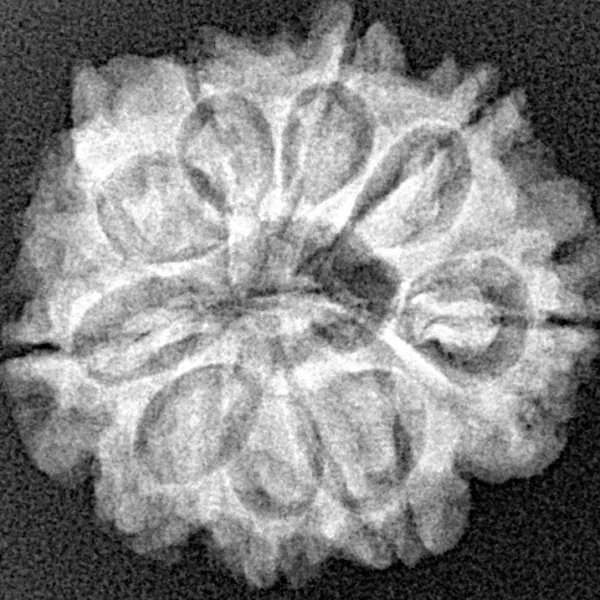 9 Mukhi Ganesh 24mm 3.64gm - Xray