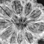 10 Mukhi Rudraksha 36.1mm 8gm - Xray