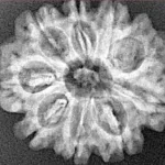 9 Mukhi Rudraksha 24.8mm 3.64gm - Xray