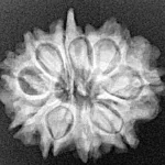 10 Mukhi Ganesh 23.4mm 3.25gm - Xray