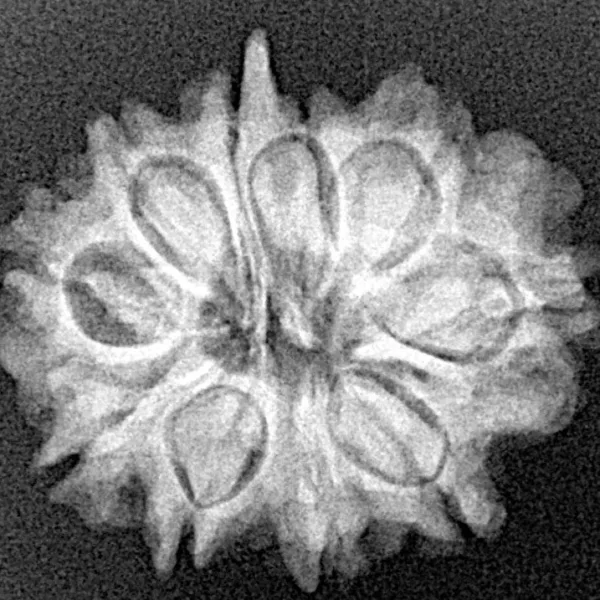 10 Mukhi Ganesh 23.4mm 3.25gm - Xray