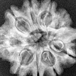 9 Mukhi Ganesh 26.5mm 4.44gm - Xray