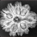 9 Mukhi Rudraksha 26.2mm 4.64gm - Xray