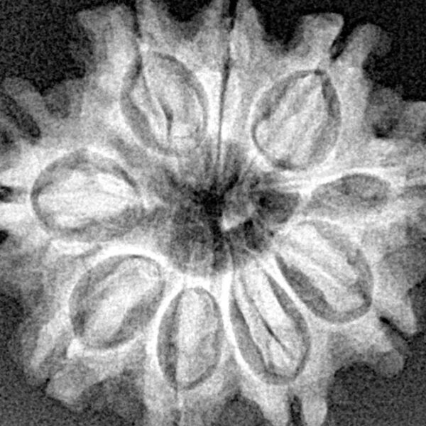 9 Mukhi Rudraksha 25.1mm 3.8gm - Xray