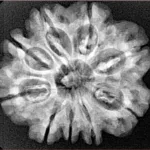 9 Mukhi Rudraksha 26.9mm 4.6gm - Xray