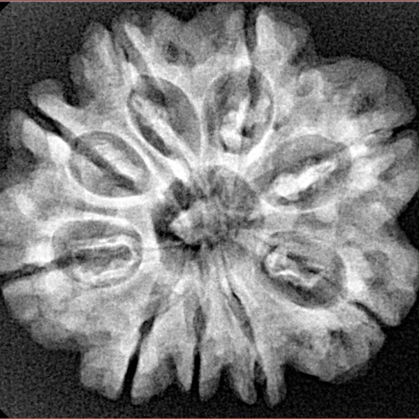 9 Mukhi Rudraksha 26.9mm 4.6gm - Xray