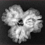 3 Mukhi Rudraksha 23.8mm 3.47gm - Xray