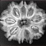 9 Mukhi Rudraksha 26.5mm 4.7gm - Xray
