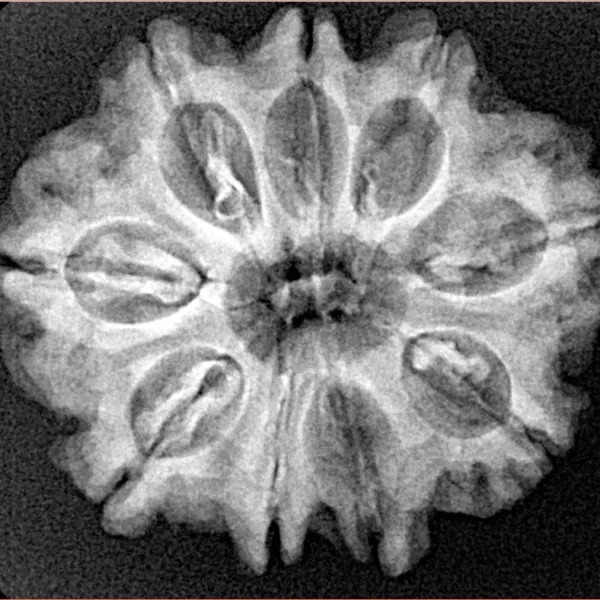 9 Mukhi Rudraksha 26.5mm 4.7gm - Xray