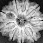 9 Mukhi Rudraksha 25.9mm 5.41gm - Xray