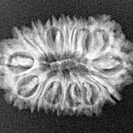 16 Mukhi Rudraksha 25.5mm 2.6gm - Xray