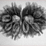 13 MK Gaurishankar 29.5mm 4.14gm - Inverse xray