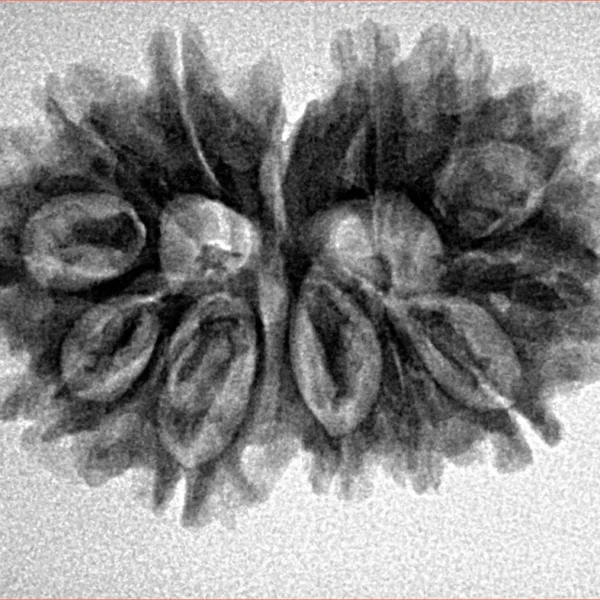13 MK Gaurishankar 29.5mm 4.14gm - Inverse xray