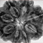 8 Mukhi Rudraksha 31.5mm 8.47gm - Inverse xray