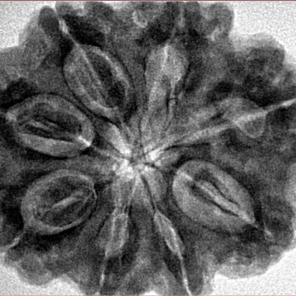 8 Mukhi Rudraksha 31.5mm 8.47gm - Inverse xray