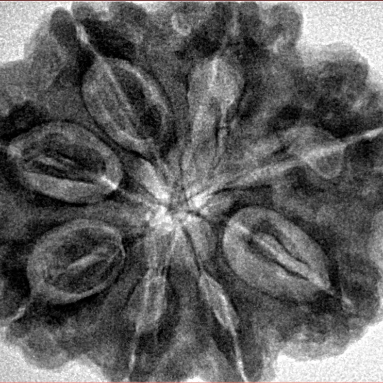 8 Mukhi Rudraksha 31.5mm 8.47gm - Inverse xray