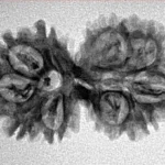 10 Mukhi G.S & Ganesh 30.5mm 3.08gm - Inverse xray