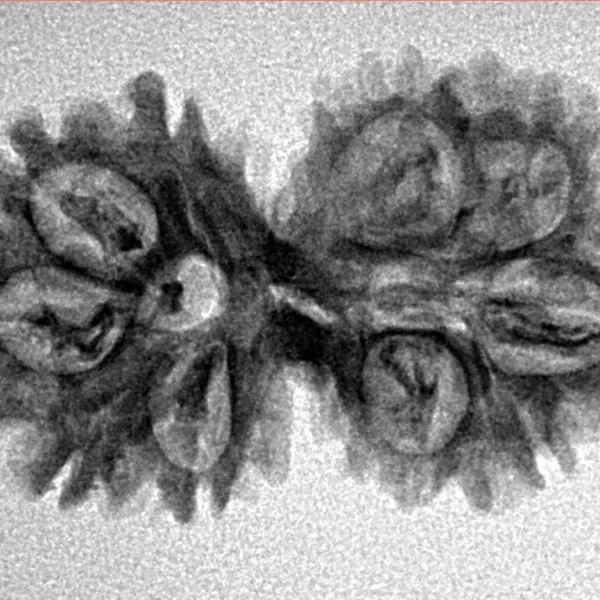 10 Mukhi G.S & Ganesh 30.5mm 3.08gm - Inverse xray