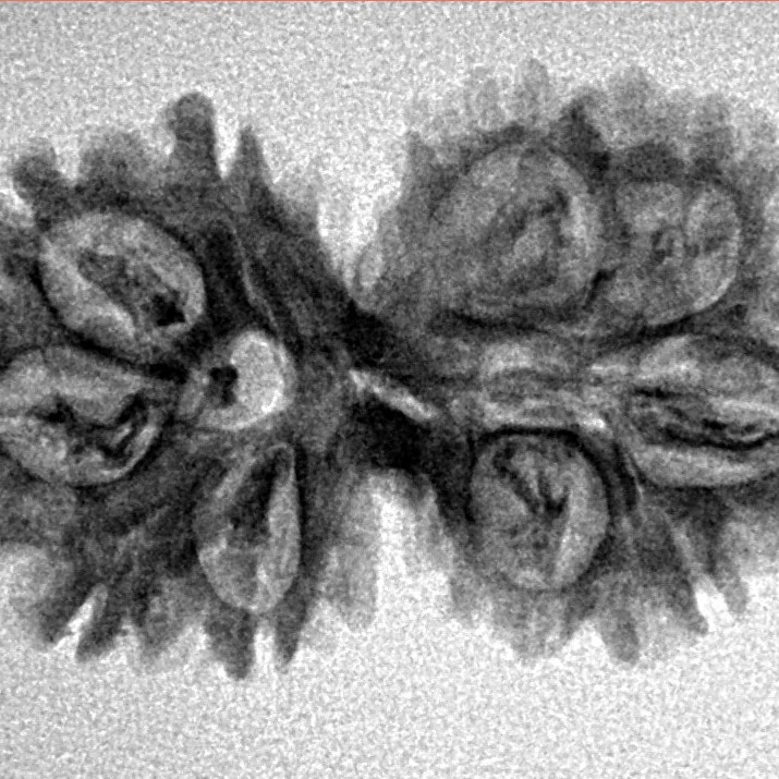 10 Mukhi G.S & Ganesh 30.5mm 3.08gm - Inverse xray