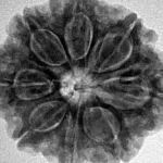 8 Mukhi Rudraksha 26mm 5.72gm - Inverse xray