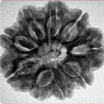 9 Mukhi Rudraksha 25.9mm 5.9gm - Inverse xray
