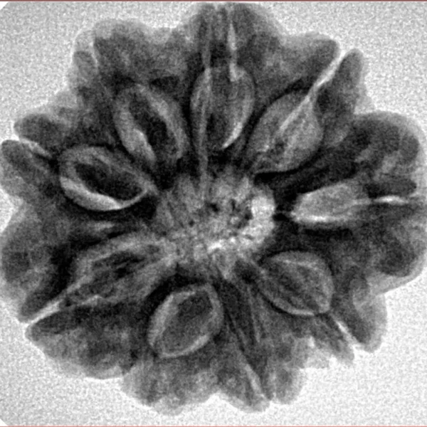 9 Mukhi Rudraksha 25.9mm 5.9gm - Inverse xray
