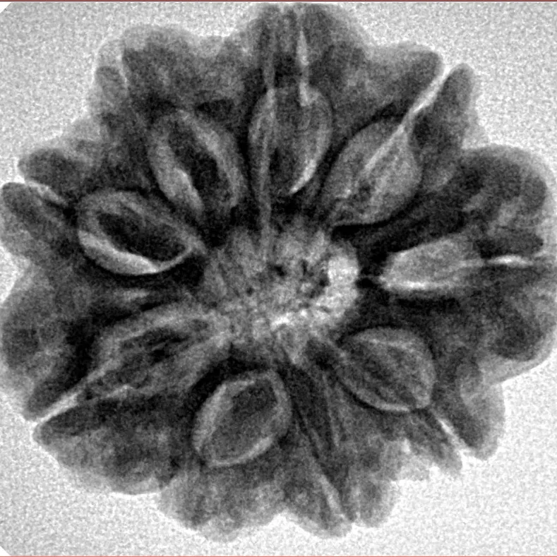 9 Mukhi Rudraksha 25.9mm 5.9gm - Inverse xray