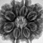 8 Mukhi Rudraksha 27.2mm 5.71gm - Inverse xray