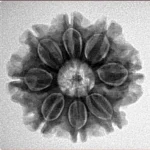 8 Mukhi Rudraksha 23.3mm 4gm - Inverse xray