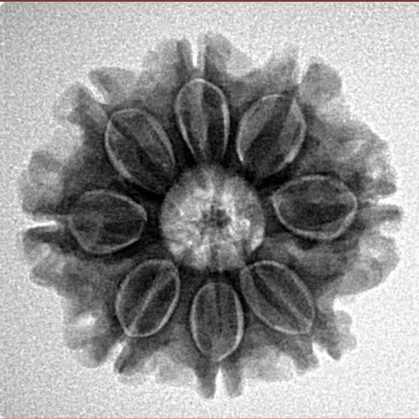 8 Mukhi Rudraksha 23.3mm 4gm - Inverse xray