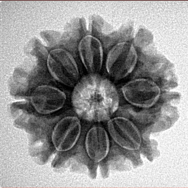 8 Mukhi Rudraksha 23.3mm 4gm - Inverse xray