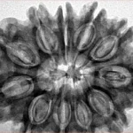 11 Mukhi Rudraksha 32.4mm 6.33gm - Inverse xray
